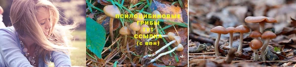 крисы Белокуриха